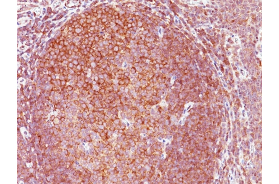 Immunohistochemistry - Anti-BCL10 Antibody [BL10/411] - BSA and Azide free (A253634) - Antibodies.com