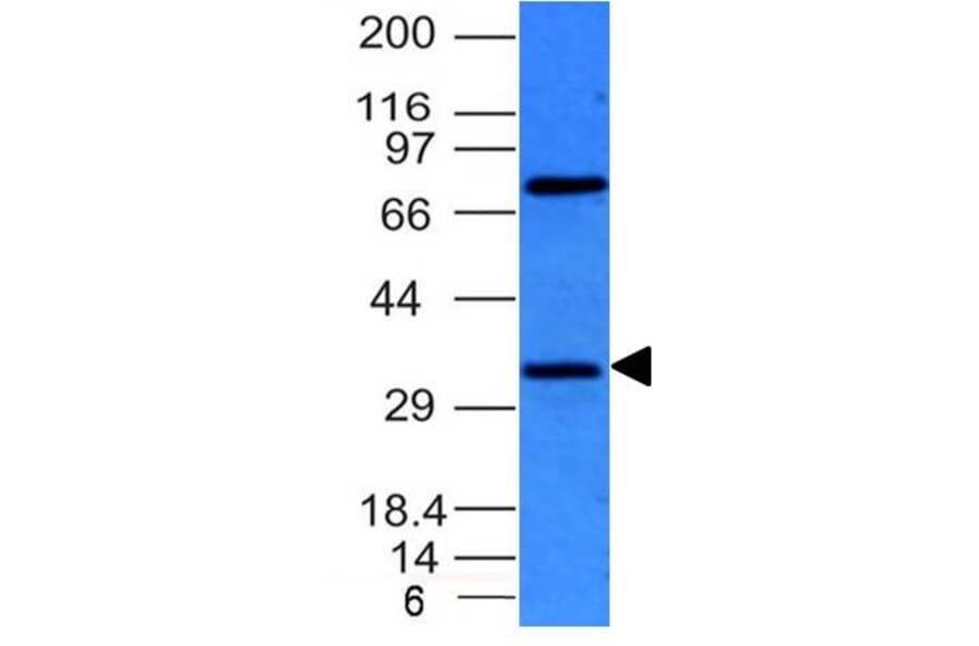 Western Blot - Anti-BCL10 Antibody [BL10/411] - BSA and Azide free (A253634) - Antibodies.com