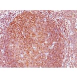 Immunohistochemistry - Anti-BCL10 Antibody [151] - BSA and Azide free (A253635) - Antibodies.com