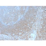 Immunohistochemistry - Anti-BCL10 Antibody [BL10/2988R] - BSA and Azide free (A253638) - Antibodies.com