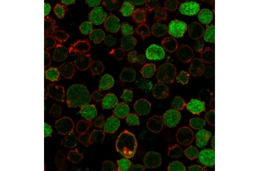 Immunofluorescence - Anti-BCL10 Antibody [BL10/2988R] - BSA and Azide free (A253638) - Antibodies.com