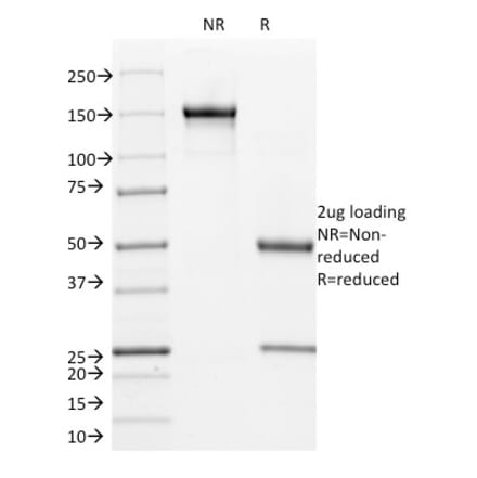 SDS-PAGE - Anti-Cyclin B1 Antibody [V92.1] - BSA and Azide free (A253639) - Antibodies.com
