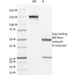 SDS-PAGE - Anti-Cyclin B1 Antibody [V92.1] - BSA and Azide free (A253639) - Antibodies.com