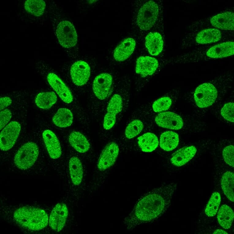 Immunofluorescence - Anti-Cyclin B1 Antibody [V92.1] - BSA and Azide free (A253639) - Antibodies.com