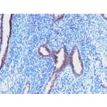 Immunohistochemistry - Anti-Cyclin B1 Antibody [CCNB1/1098] - BSA and Azide free (A253640) - Antibodies.com
