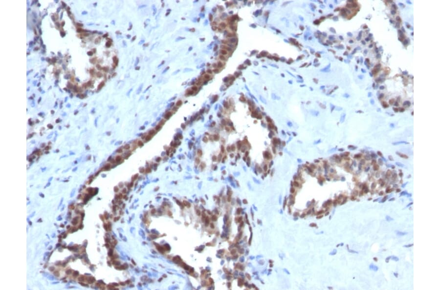 Immunohistochemistry - Anti-Cyclin B1 Antibody [CCNB1/1098] - BSA and Azide free (A253640) - Antibodies.com