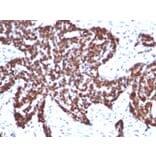 Immunohistochemistry - Anti-Cyclin B1 Antibody [CCNB1/1098] - BSA and Azide free (A253640) - Antibodies.com