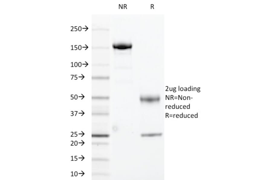 SDS-PAGE - Anti-Cyclin B1 Antibody [CCNB1/1098] - BSA and Azide free (A253640) - Antibodies.com