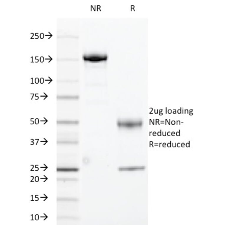 SDS-PAGE - Anti-Cyclin B1 Antibody [CCNB1/1098] - BSA and Azide free (A253640) - Antibodies.com