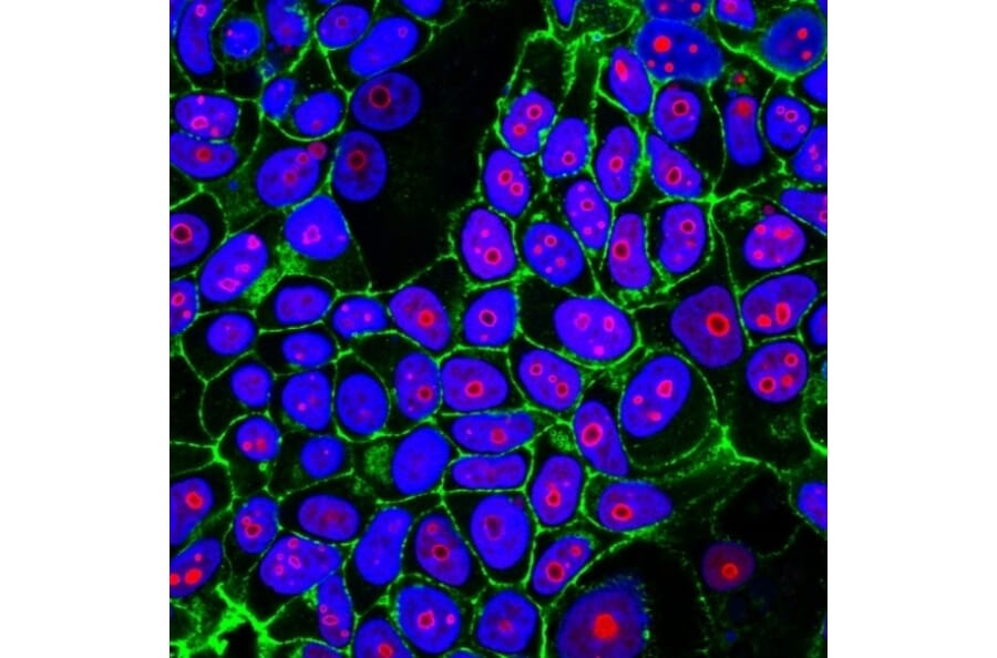 Immunofluorescence - Anti-Cyclin B1 Antibody [CCNB1/1098] - BSA and Azide free (A253639) - Antibodies.com