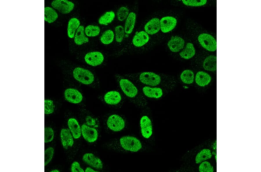 Immunofluorescence - Anti-Cyclin B1 Antibody [SPM619] - BSA and Azide free (A253640) - Antibodies.com