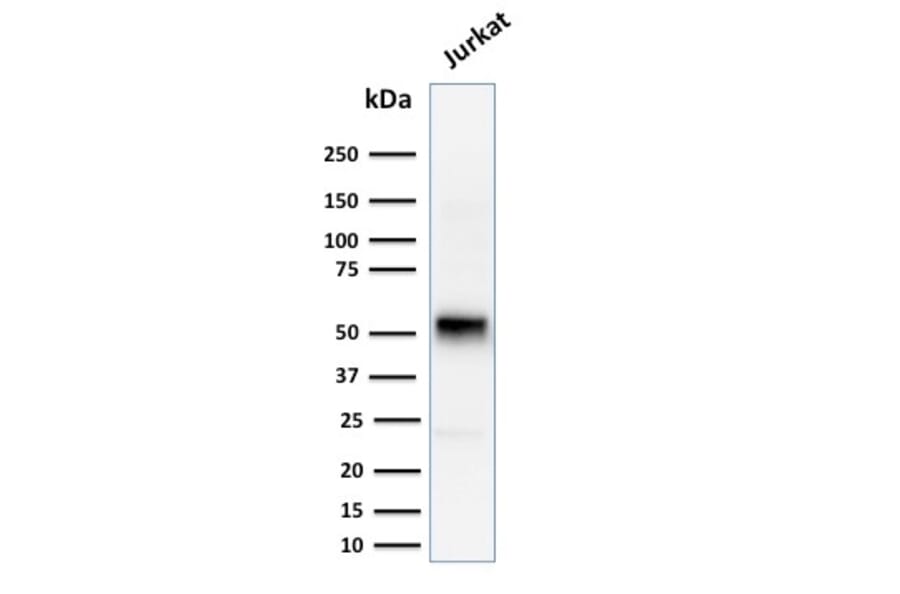 Western Blot - Anti-Cyclin E Antibody [CCNE1/2460] - BSA and Azide free (A253643) - Antibodies.com