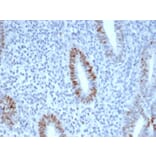 Immunohistochemistry - Anti-Cyclin E Antibody [CCNE1/4935R] - BSA and Azide free (A253644) - Antibodies.com