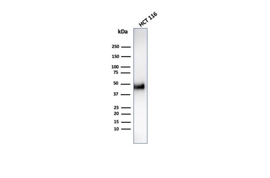 Western Blot - Anti-Cyclin E Antibody [CCNE1/4935R] - BSA and Azide free (A253645) - Antibodies.com