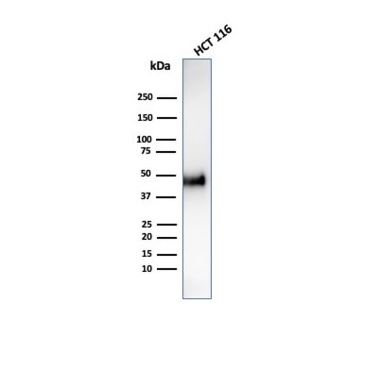 Western Blot - Anti-Cyclin E Antibody [CCNE1/4935R] - BSA and Azide free (A253645) - Antibodies.com