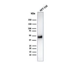 Western Blot - Anti-Cyclin E Antibody [CCNE1/4935R] - BSA and Azide free (A253645) - Antibodies.com