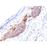 Immunohistochemistry - Anti-CD1a Antibody [SPM120] - BSA and Azide free (A253648) - Antibodies.com