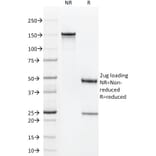 SDS-PAGE - Anti-CD1a Antibody [C1A/711] - BSA and Azide free (A253649) - Antibodies.com