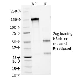 SDS-PAGE - Anti-CD1a Antibody [66IIC7] - BSA and Azide free (A253651) - Antibodies.com