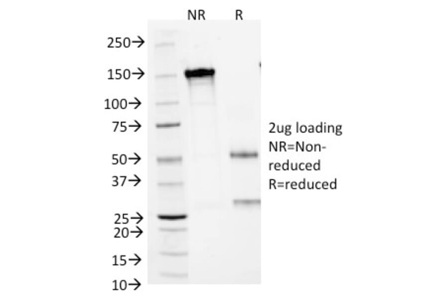 SDS-PAGE - Anti-CD1a Antibody [66IIC7] - BSA and Azide free (A253651) - Antibodies.com