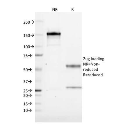 SDS-PAGE - Anti-CD1a Antibody [CB-T6] - BSA and Azide free (A253652) - Antibodies.com