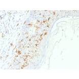 Immunohistochemistry - Anti-CD1a Antibody - BSA and Azide free (A253655) - Antibodies.com