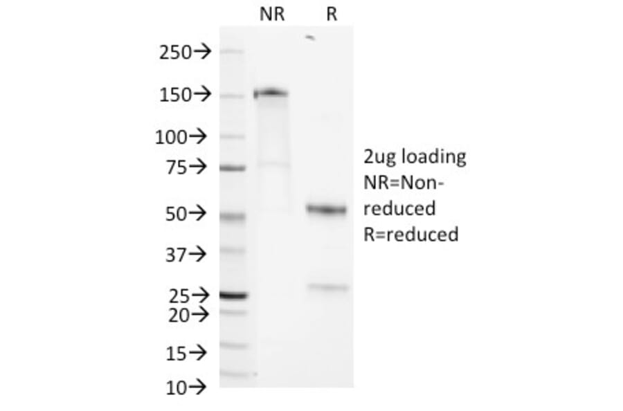 SDS-PAGE - Anti-CD1b Antibody [RIV12] - BSA and Azide free (A253657) - Antibodies.com