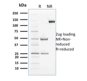 SDS-PAGE - Anti-Cyclin B2 Antibody [X29.2] - BSA and Azide free (A253660) - Antibodies.com