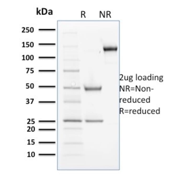 SDS-PAGE - Anti-Cyclin B2 Antibody [X29.2] - BSA and Azide free (A253660) - Antibodies.com