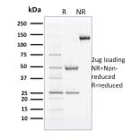 SDS-PAGE - Anti-Cyclin B2 Antibody [X29.2] - BSA and Azide free (A253660) - Antibodies.com