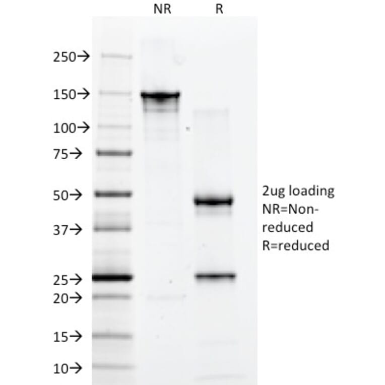 SDS-PAGE - Anti-CD2 Antibody [1E7E8.G4] - BSA and Azide free (A253662) - Antibodies.com