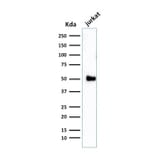 Western Blot - Anti-CD2 Antibody [1E7E8.G4] - BSA and Azide free (A253662) - Antibodies.com