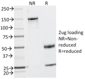 SDS-PAGE - Anti-CD2 Antibody [UMCD2] - BSA and Azide free (A253663) - Antibodies.com