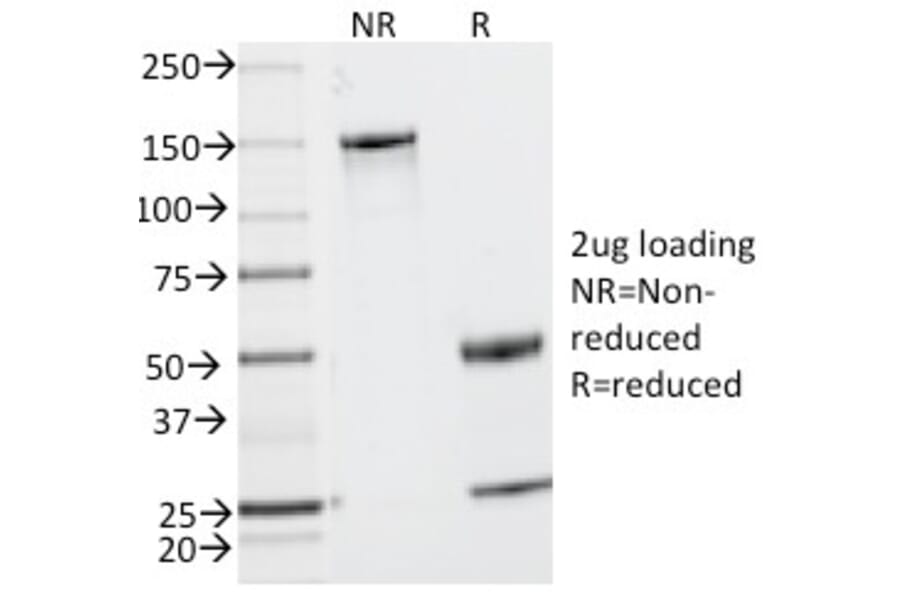 SDS-PAGE - Anti-CD2 Antibody [UMCD2] - BSA and Azide free (A253663) - Antibodies.com