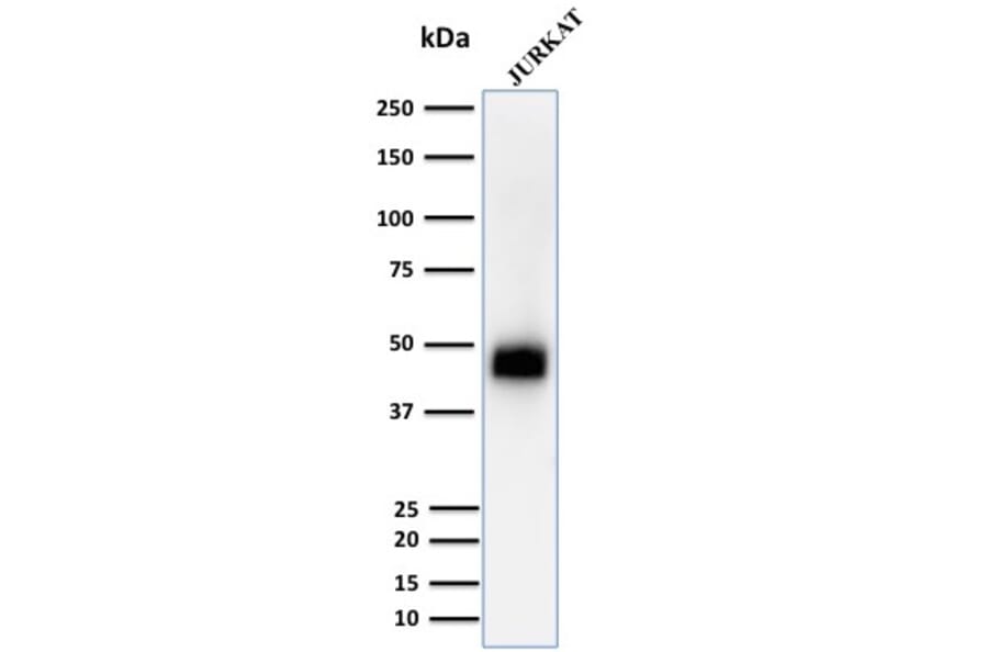 Western Blot - Anti-CD2 Antibody [UMCD2] - BSA and Azide free (A253663) - Antibodies.com