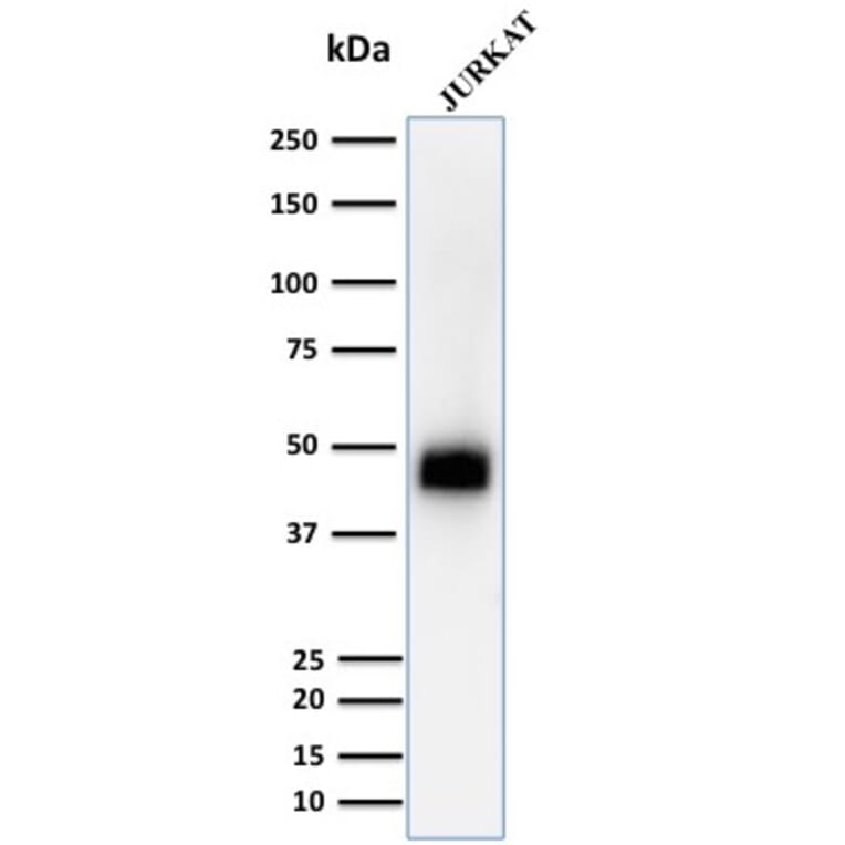 Western Blot - Anti-CD2 Antibody [UMCD2] - BSA and Azide free (A253663) - Antibodies.com