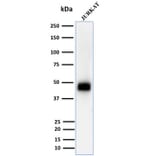 Western Blot - Anti-CD2 Antibody [UMCD2] - BSA and Azide free (A253663) - Antibodies.com