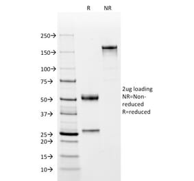 SDS-PAGE - Anti-CD2 Antibody [BH1] - BSA and Azide free (A253664) - Antibodies.com