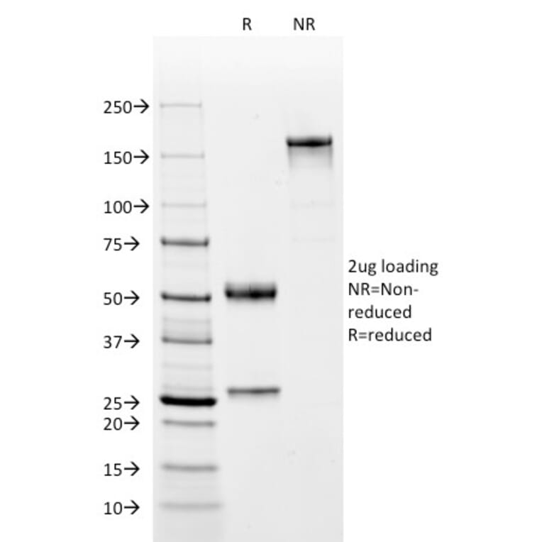 SDS-PAGE - Anti-CD2 Antibody [BH1] - BSA and Azide free (A253664) - Antibodies.com