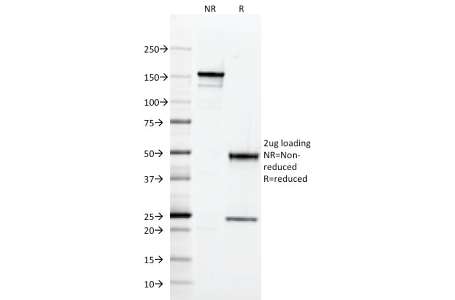 SDS-PAGE - Anti-CD2 Antibody [RPA-2.10] - BSA and Azide free (A253665) - Antibodies.com