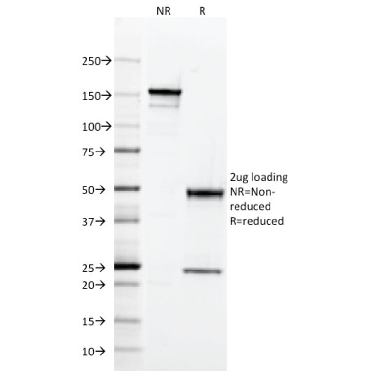 SDS-PAGE - Anti-CD2 Antibody [RPA-2.10] - BSA and Azide free (A253665) - Antibodies.com