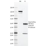 SDS-PAGE - Anti-CD2 Antibody [RPA-2.10] - BSA and Azide free (A253665) - Antibodies.com