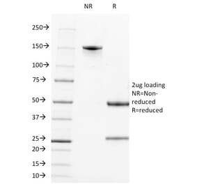 SDS-PAGE - Anti-CD2 Antibody [LFA2/600] - BSA and Azide free (A253667) - Antibodies.com