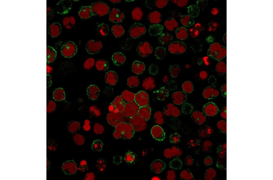 Immunofluorescence - Anti-CD2 Antibody [LFA2/600] - BSA and Azide free (A253667) - Antibodies.com
