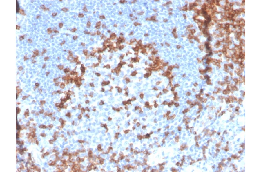 Immunohistochemistry - Anti-CD2 Antibody [LFA2/3417R] - BSA and Azide free (A253668) - Antibodies.com