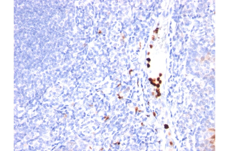 Immunohistochemistry - Anti-MYADM Antibody [MYADM/971] - BSA and Azide free (A253668) - Antibodies.com