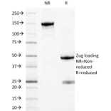 SDS-PAGE - Anti-MYADM Antibody [MYADM/971] - BSA and Azide free (A253669) - Antibodies.com