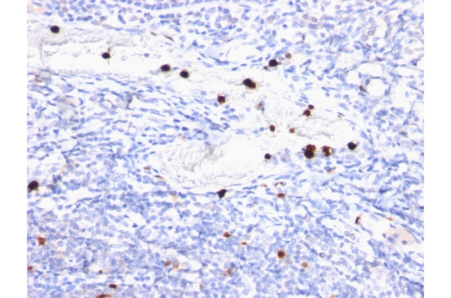 Immunohistochemistry - Anti-MYADM Antibody [MYADM/972] - BSA and Azide free (A253669) - Antibodies.com