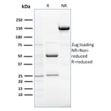 SDS-PAGE - Anti-RCAS1 Antibody [CPTC-EBAG9-1] - BSA and Azide free (A253671) - Antibodies.com