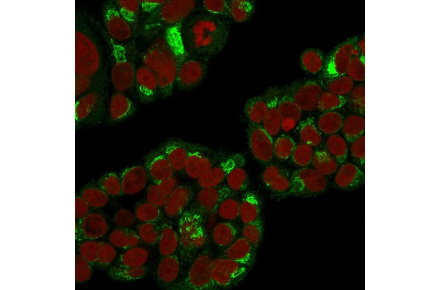 Immunofluorescence - Anti-RCAS1 Antibody [CPTC-EBAG9-1] - BSA and Azide free (A253670) - Antibodies.com